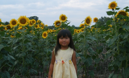 Kasen in a beautiful field of sunflowers
